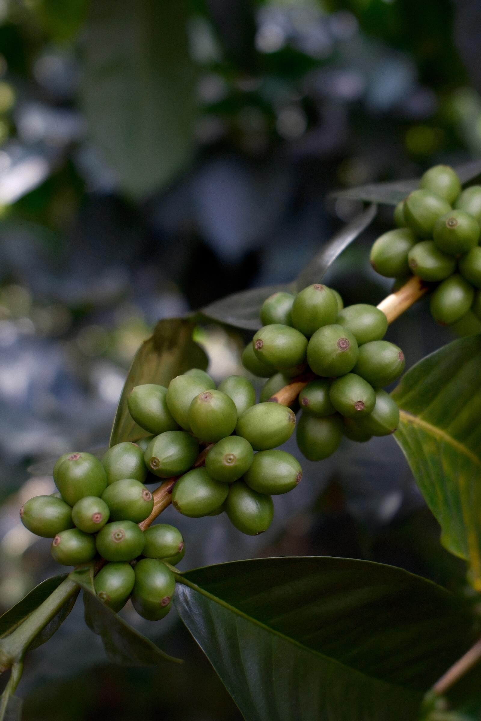 Latin America Colombia Coffee Fincas Farms by Philippe Girard