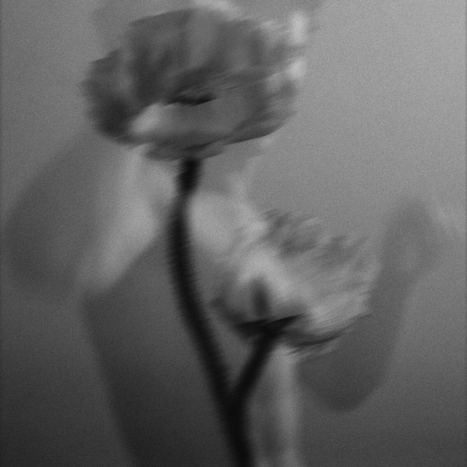 Philippe Girard Fine Art Photographic Symbiosis