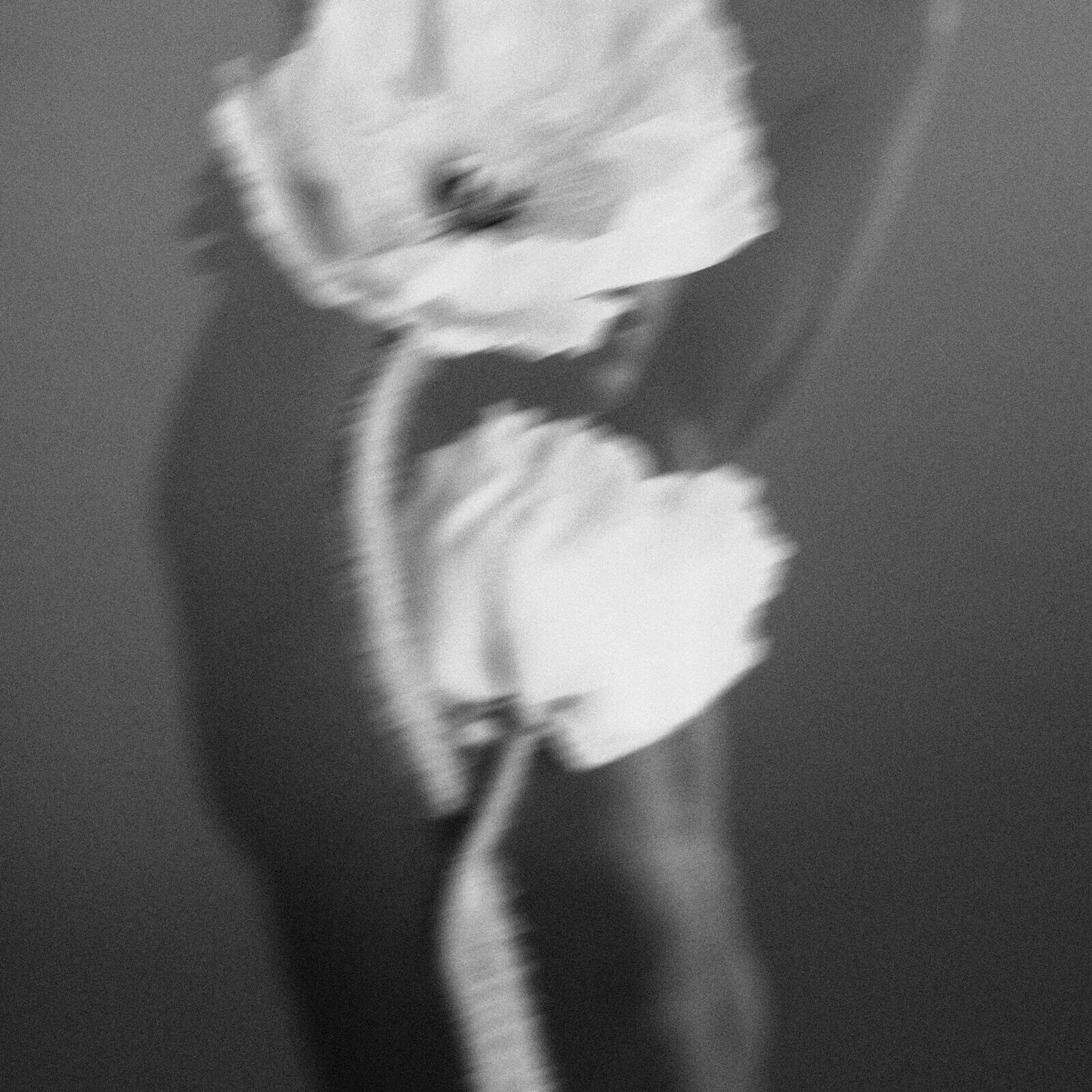 Philippe Girard Fine Art Photographic Symbiosis