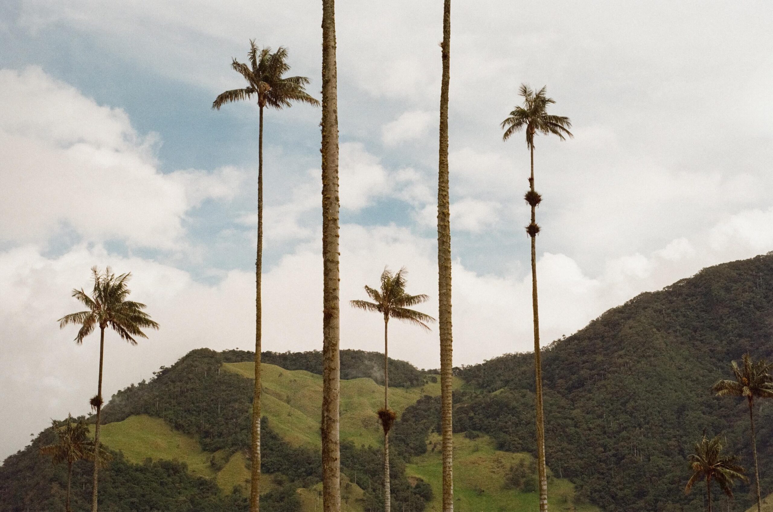 Colombia Cocora Valley 35mm Analog Photograph by Philippe Girard