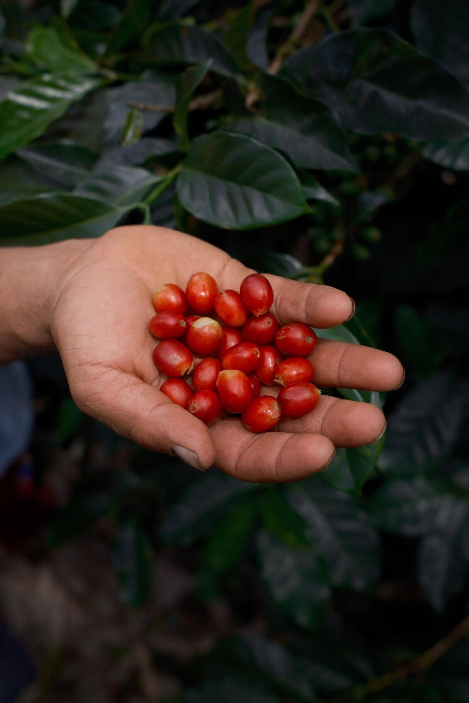 Latin America Colombia Coffee Fincas Farms by Philippe Girard
